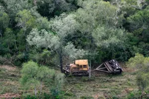 Desmontaron más de 30 mil hectáreas entre Chaco y Santiago del Estero durante 2025