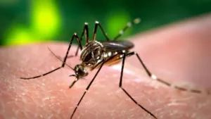 Amplían el rango etario para la vacunación contra el dengue