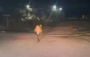 Apareció un ejemplar de aguará guazú en un hotel de Resistencia