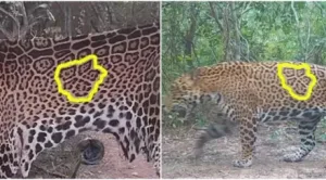 Condenaron a los cuatro cazadores que mataron al yaguareté en Formosa