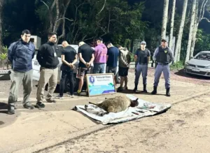 Detuvieron a cinco militares con dos ovejas faenadas en el baúl