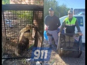 Rescatan a un oso melero en una zona urbana