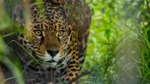 Caso Acaí: secuestran un arma de fuego y celulares en allanamientos