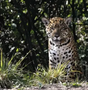 El yaguareté vuelve a latir en El Impenetrable